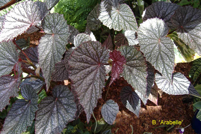 B. ‘Arabelle’